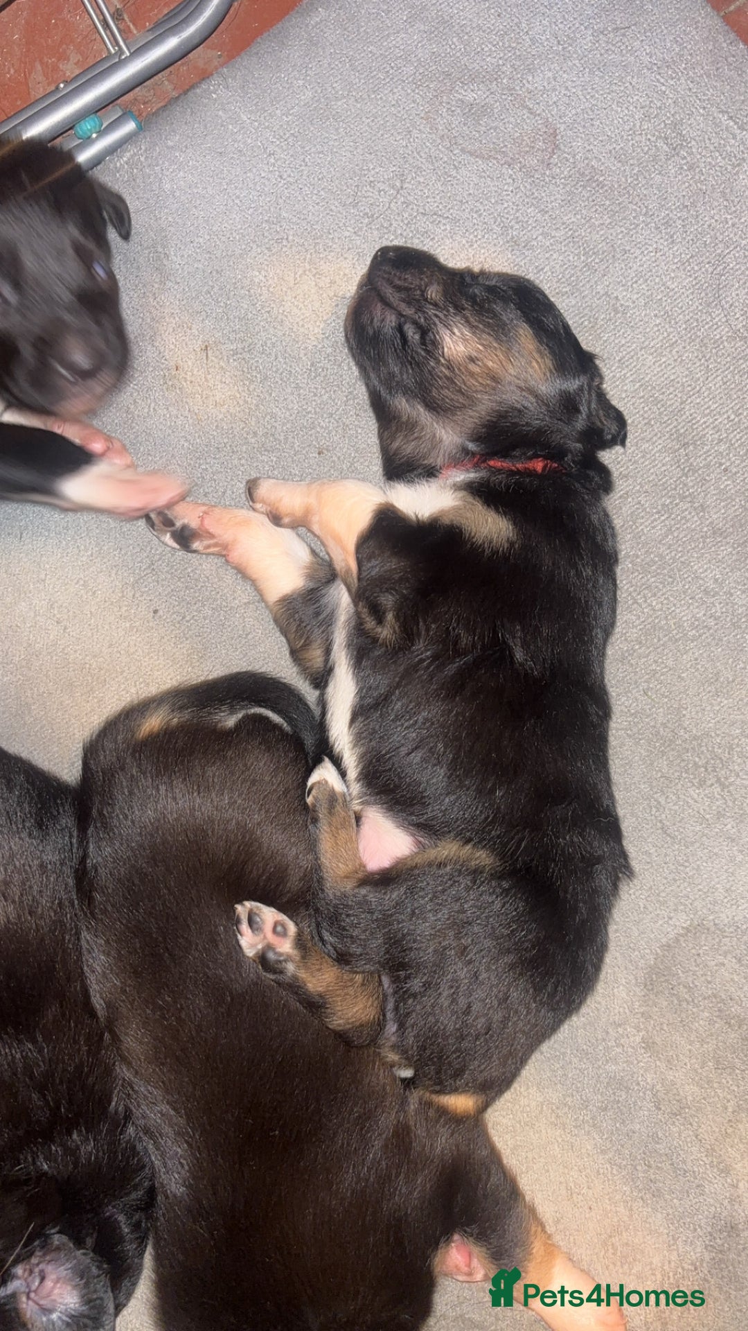 Mixed Breed dogs for sale: Beautiful Huntaway x Collie pups  - Image 18