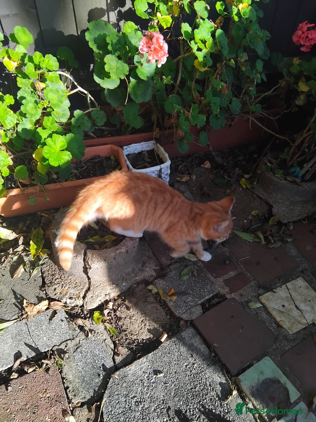 British Shorthair cats for sale: 2 tabby kittens for sale - Advert 5