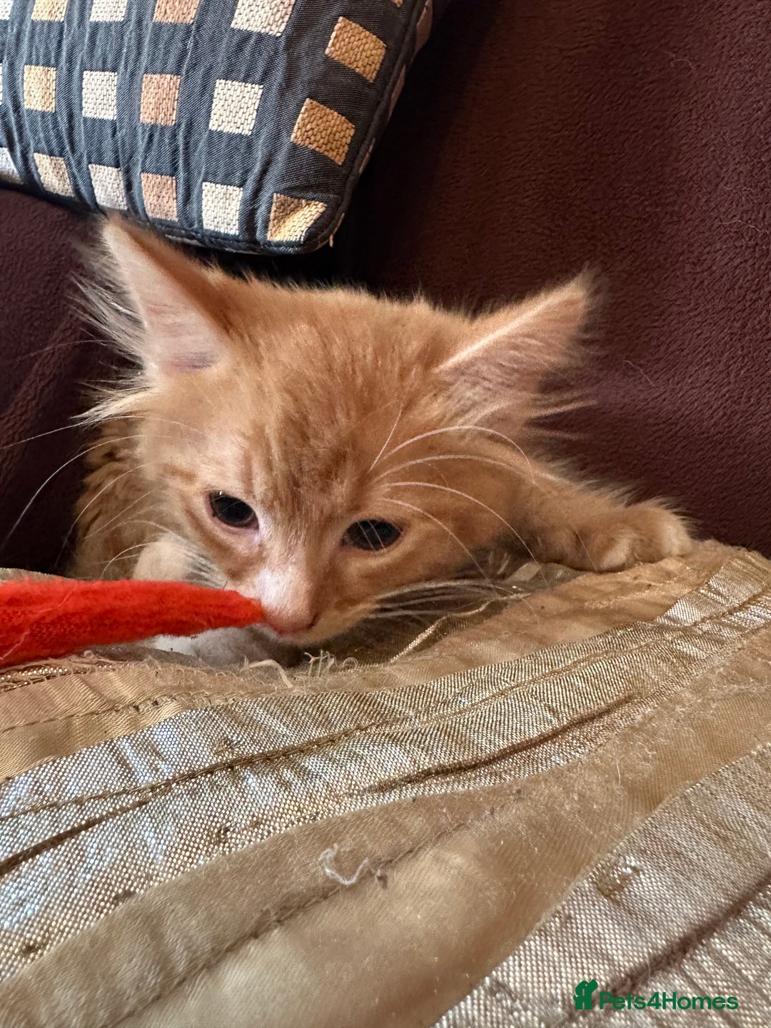 Mixed Breed cats for sale: Stunning kittens ready now - Image 6