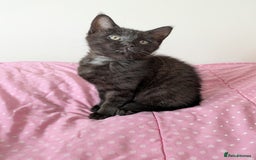 Bengal cats for sale: Melanistic Black Bengal Female Kitten - Image 11