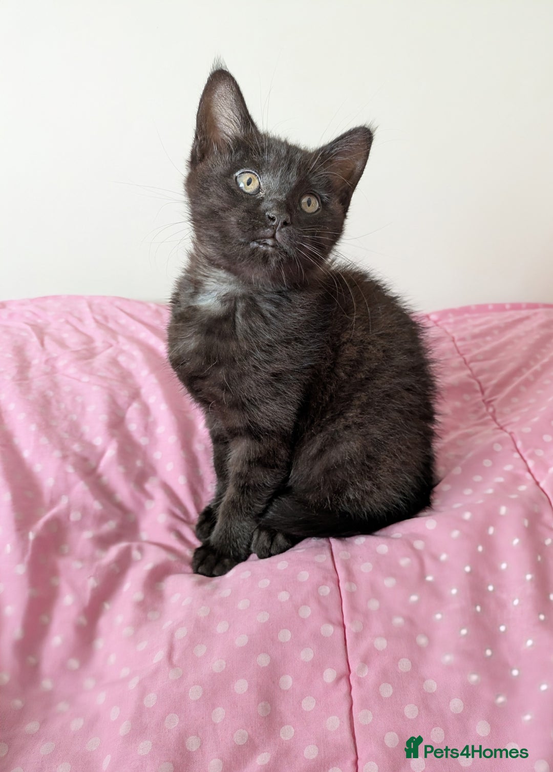 Bengal cats for sale: Melanistic Black Bengal Female Kitten - Image 11