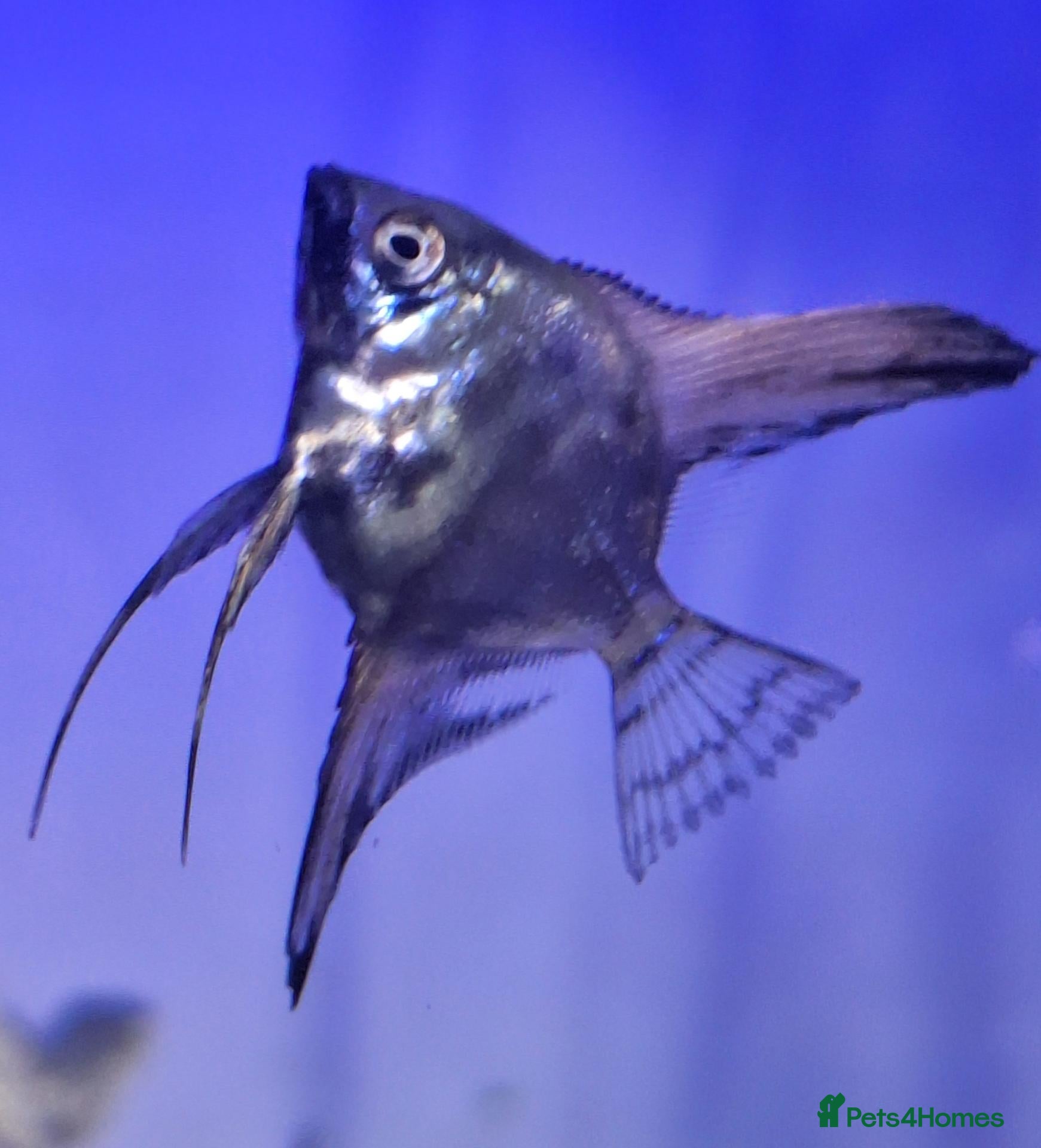 Angelfish fish for sale: Home Bred Blue Smokey / Pinoy Angelfish 2.5cm  - Advert 1
