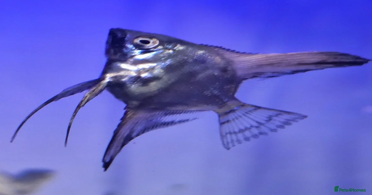 Home Bred Blue Smokey / Pinoy Angelfish 2.5cm for sale in Bristol ...