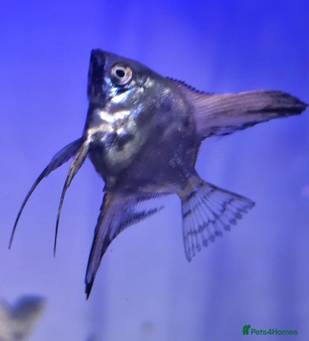 Angelfish fish for sale: Home Bred Blue Smokey / Pinoy Angelfish 2.5cm  - Advert 1