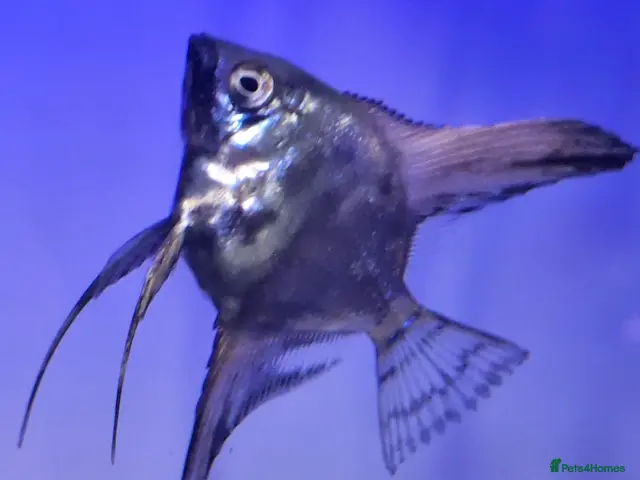 Angelfish fish for sale: Home Bred Blue Smokey / Pinoy Angelfish 2.5cm - Advert 1