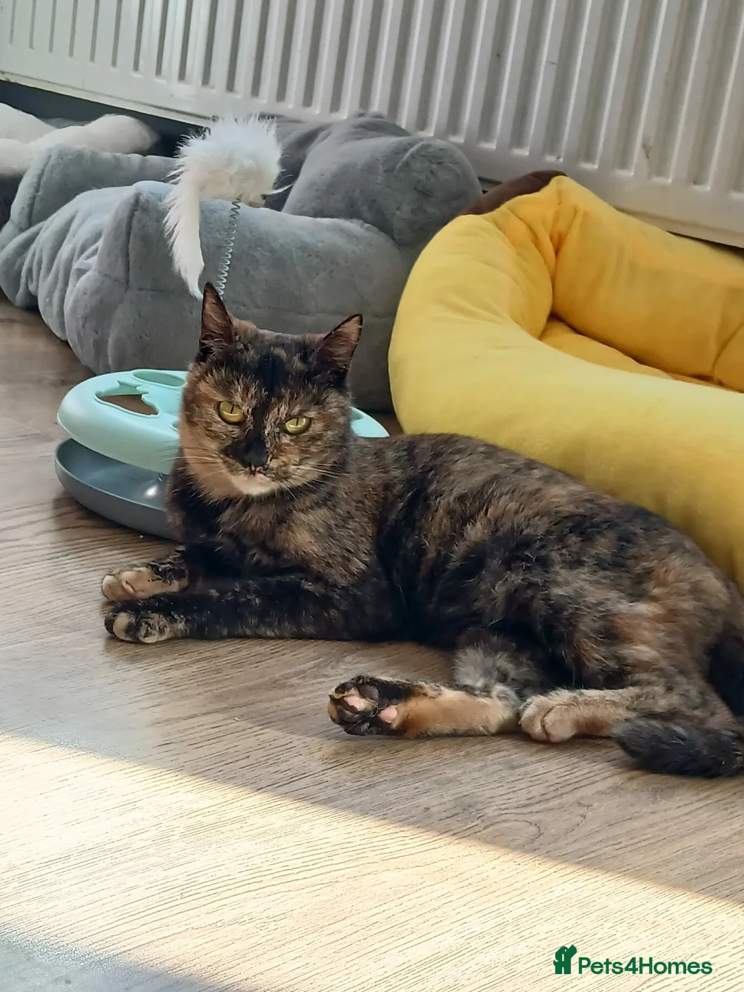 Mixed Breed cats for adoption: Mars for adoption in Waterlooville - Advert 1