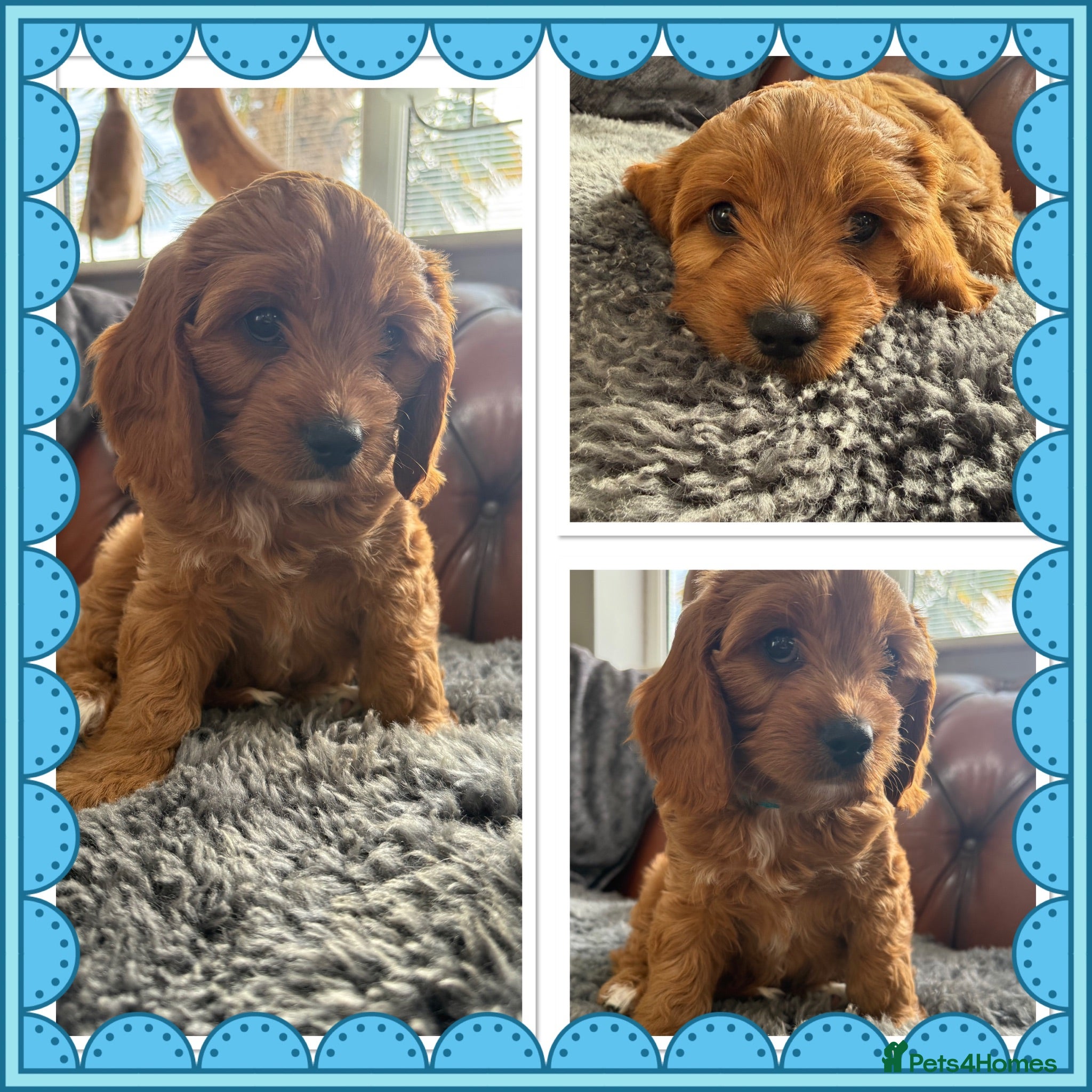 Cavapoo dogs Cavapoo puppies READY NOW - Advert 2