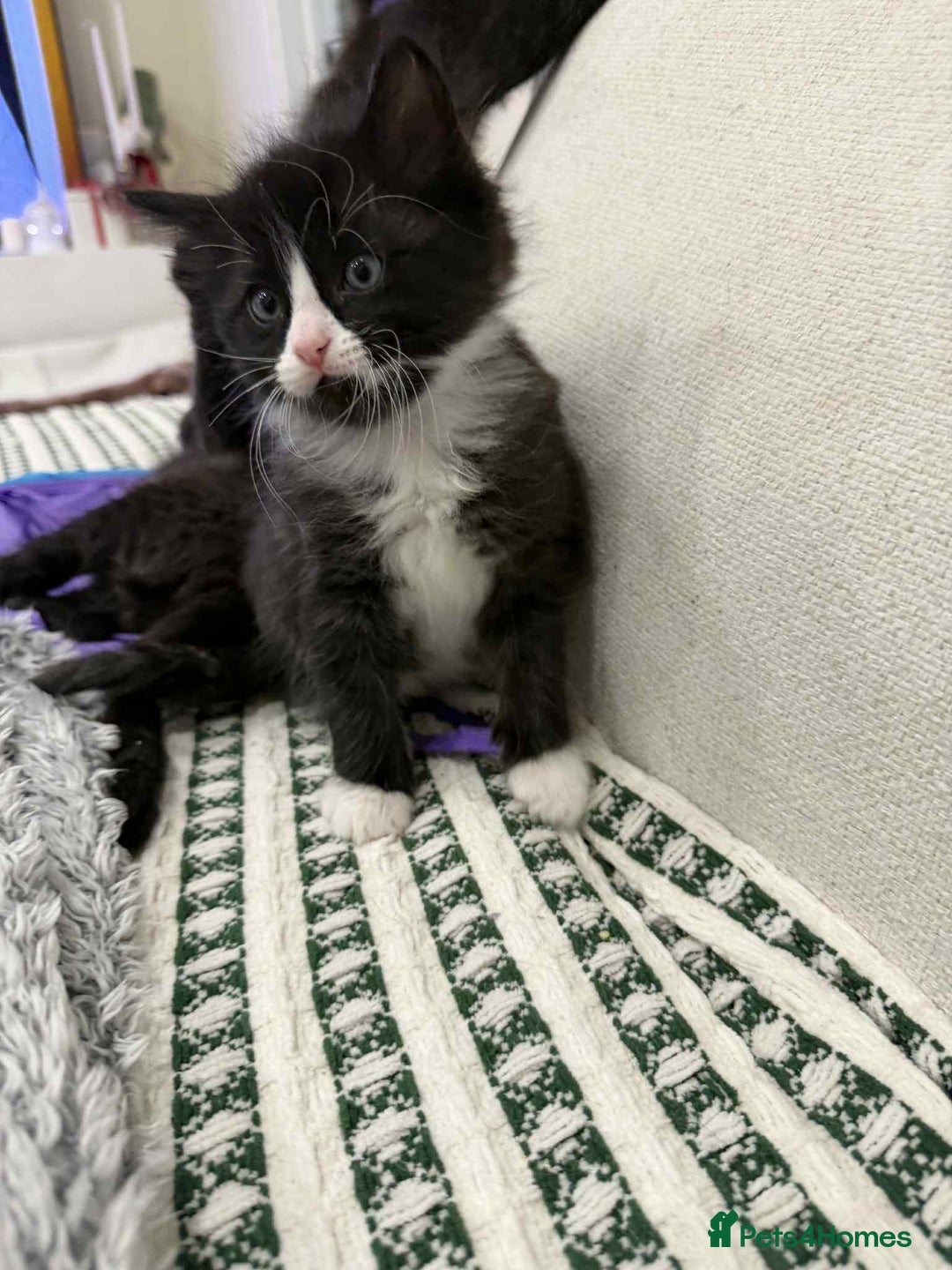 Ragdoll cats for sale: Ragdoll mix  - Advert 6