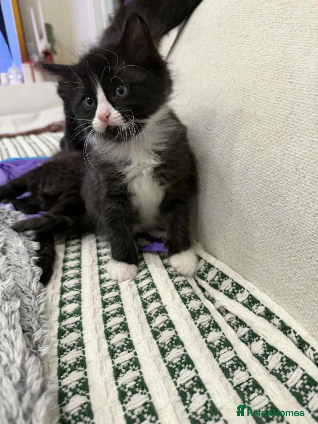 Ragdoll cats for sale: Ragdoll mix  - Advert 6