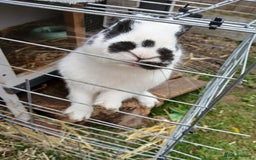 English Spot rabbits for sale: Baby rabbits  - Image 5