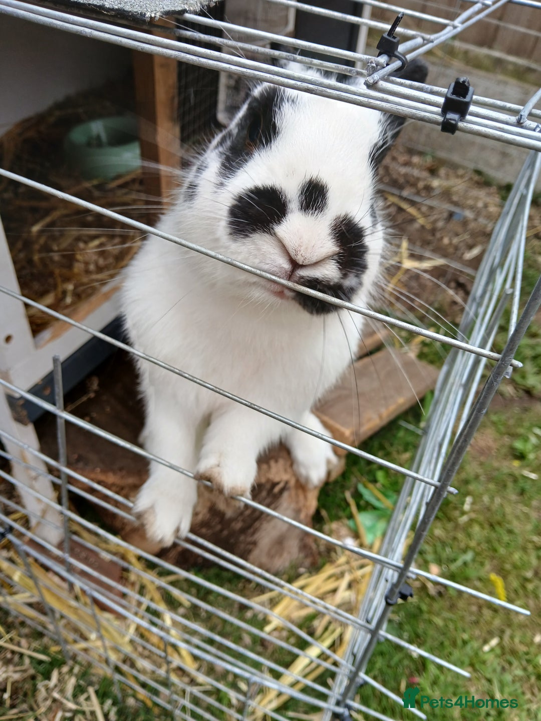 English Spot rabbits for sale: Baby rabbits  - Image 5