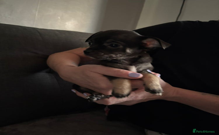 Chihuahua dogs - Advert 1