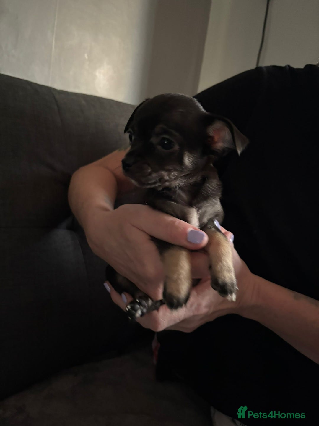 Chihuahua dogs for sale: Chihuahua Puppies For Sale Eastbourne  - Image 1