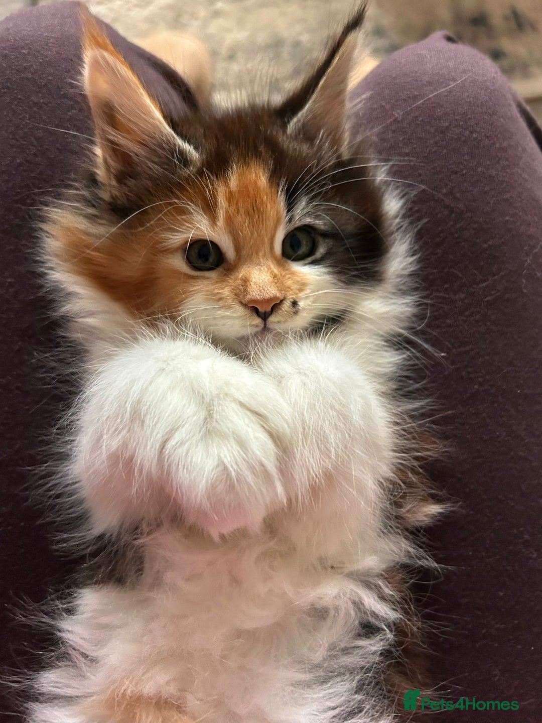 Maine Coon cats for sale: Maine coon kittens - Advert 2