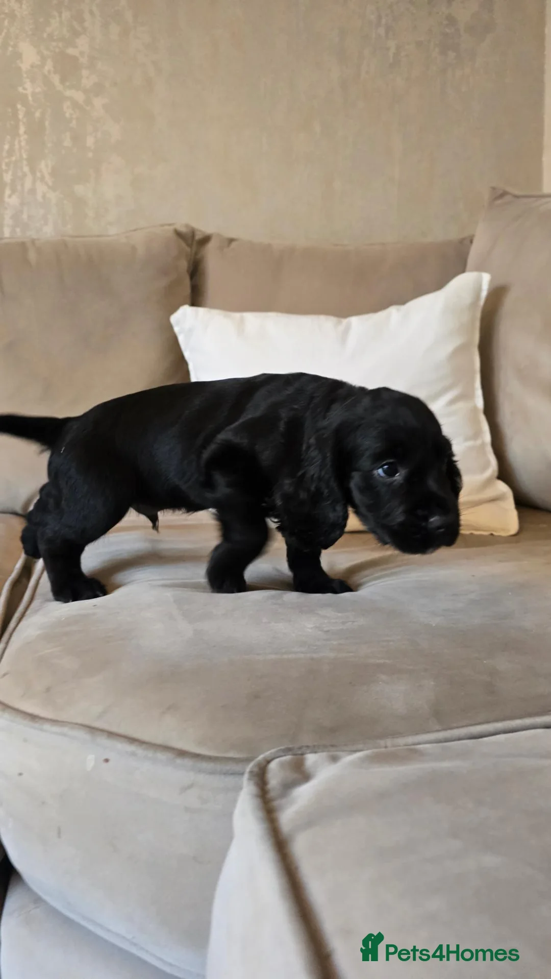 Cocker Spaniel dogs for sale: KC Cocker spaniel puppy's - Advert 2
