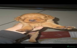 Labrador Retriever dogs for sale: Stunning Fox red labradors  - Image 9