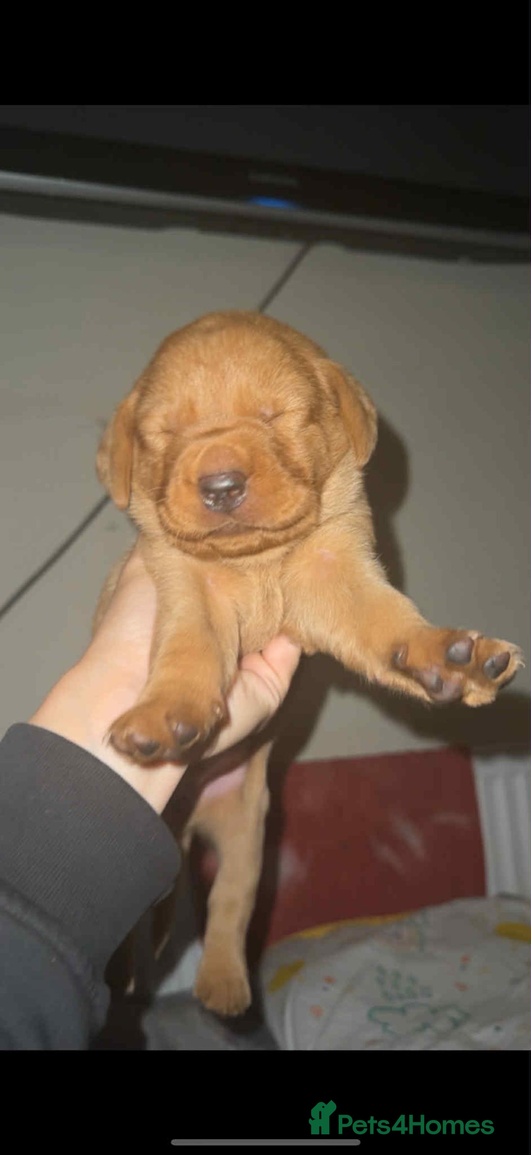 Labrador Retriever dogs for sale: Stunning Fox red labradors  - Image 9