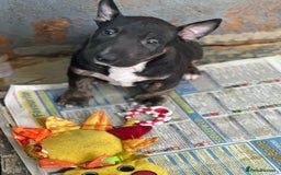 English Bull Terrier dogs for sale: English Bull Terriers Champion Bloodlines  - Image 9