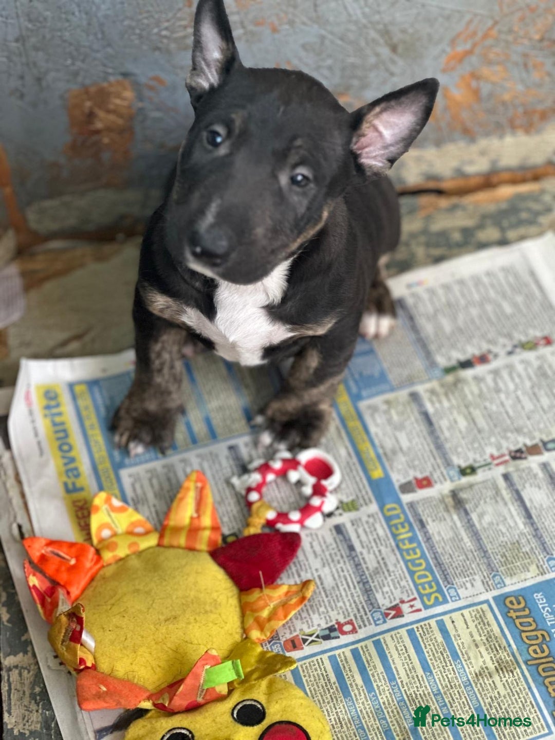 English Bull Terrier dogs for sale: English Bull Terriers Champion Bloodlines  - Image 9