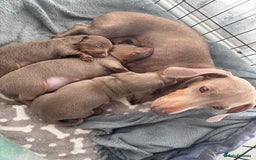 Miniature Dachshund dogs for sale: Isabella tan miniture dachshunds for sale⭐️ - Image 9