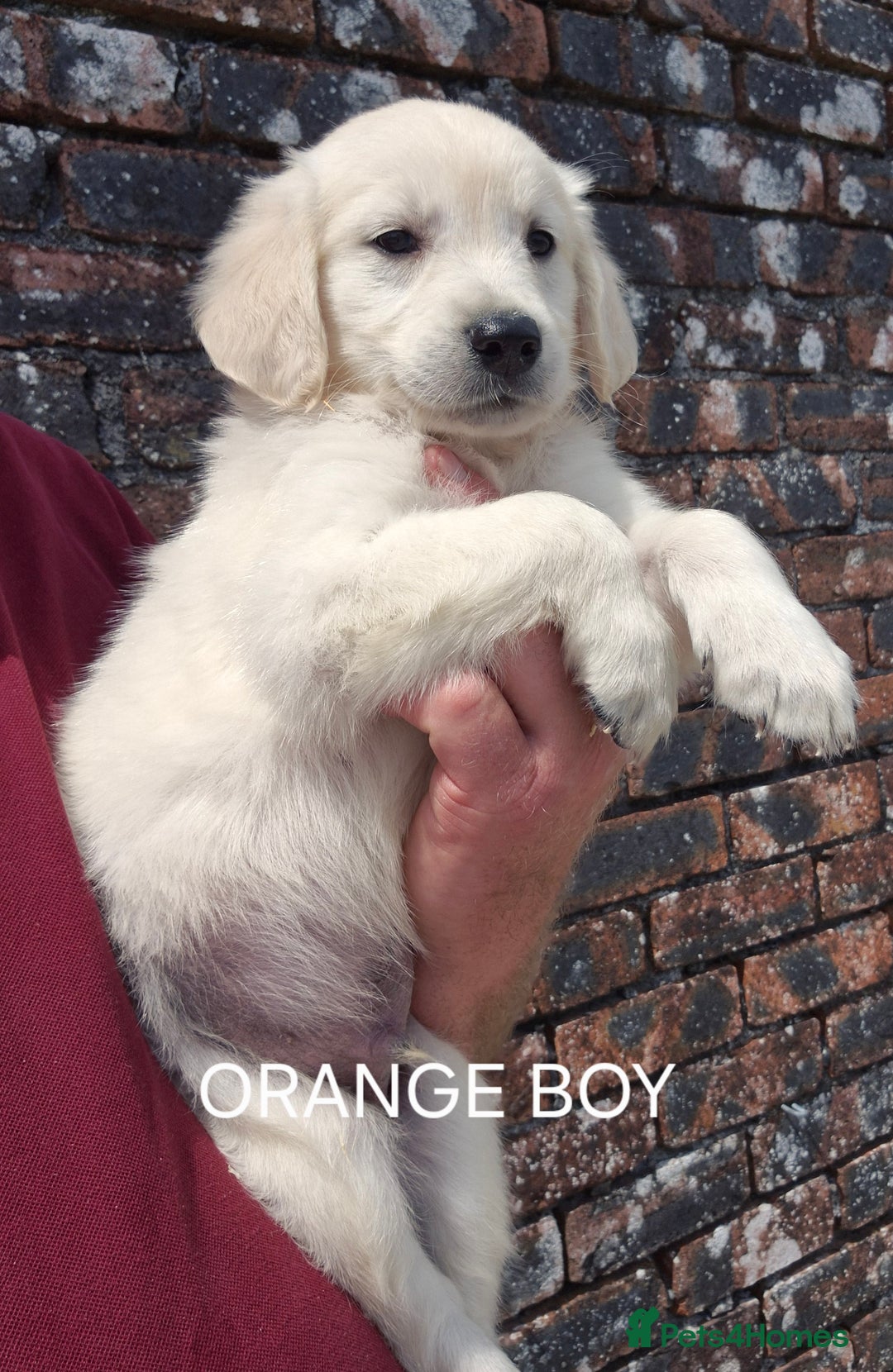 Golden Retriever dogs for sale: KC GOLDEN RETRIEVER PUPPIES  - Image 14