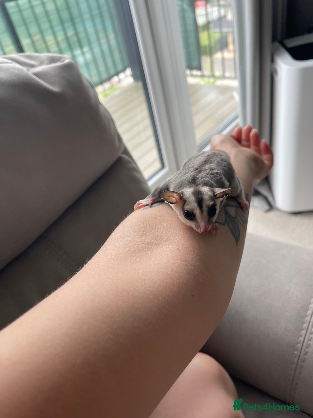 Sugar Glider rodents for sale: Male and Female Sugar Glider Siblings - Image 8