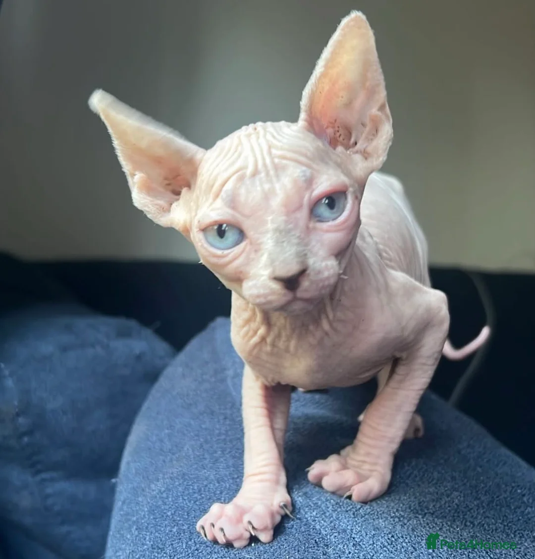 Sphynx cats for sale: One blue eye bald girl left  - Advert 1