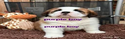 Saint Bernard dogs for sale: 5 stunning male St Bernard puppies in Rotherham - Advert 18