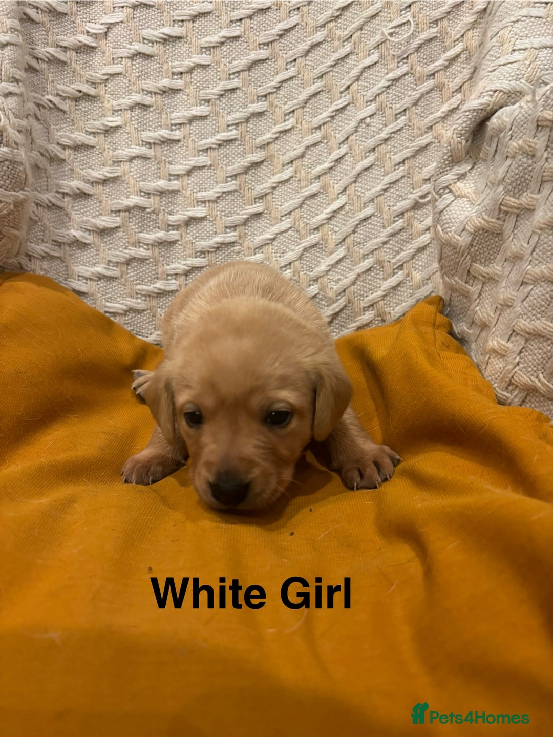 Labrador Retriever dogs for sale: 🐾 Working Fox Red Labrador Puppies for Sale!🐾 - Advert 10