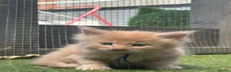 Maine Coon cats for sale: TICA Registered Maine Coon Kittens 🐾 - Advert 22