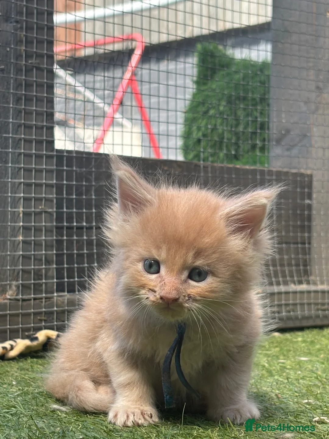 Maine Coon cats for sale: TICA Registered Maine Coon Kittens 🐾 - Advert 22