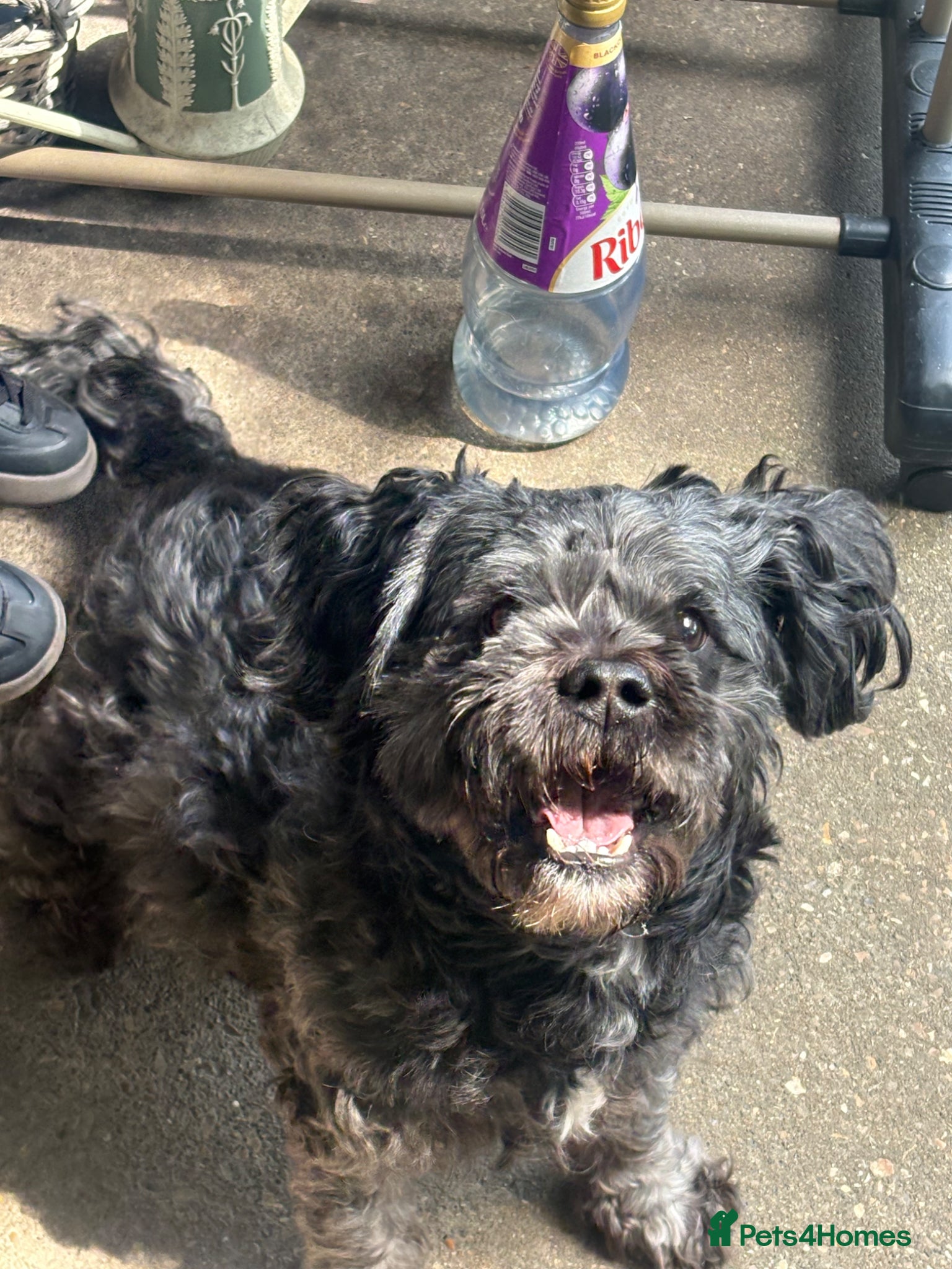Mixed Breed dogs Boy shih tzu cross schnauzer  - Advert 1