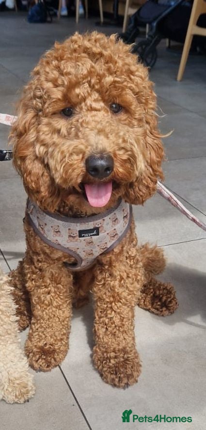 Cockapoo dogs Cockapoo for Stud - Advert 7