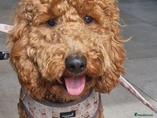 Cockapoo dogs Cockapoo for Stud - Advert 7