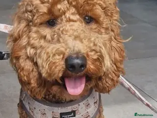 Cockapoo dogs Cockapoo for Stud - Advert 18