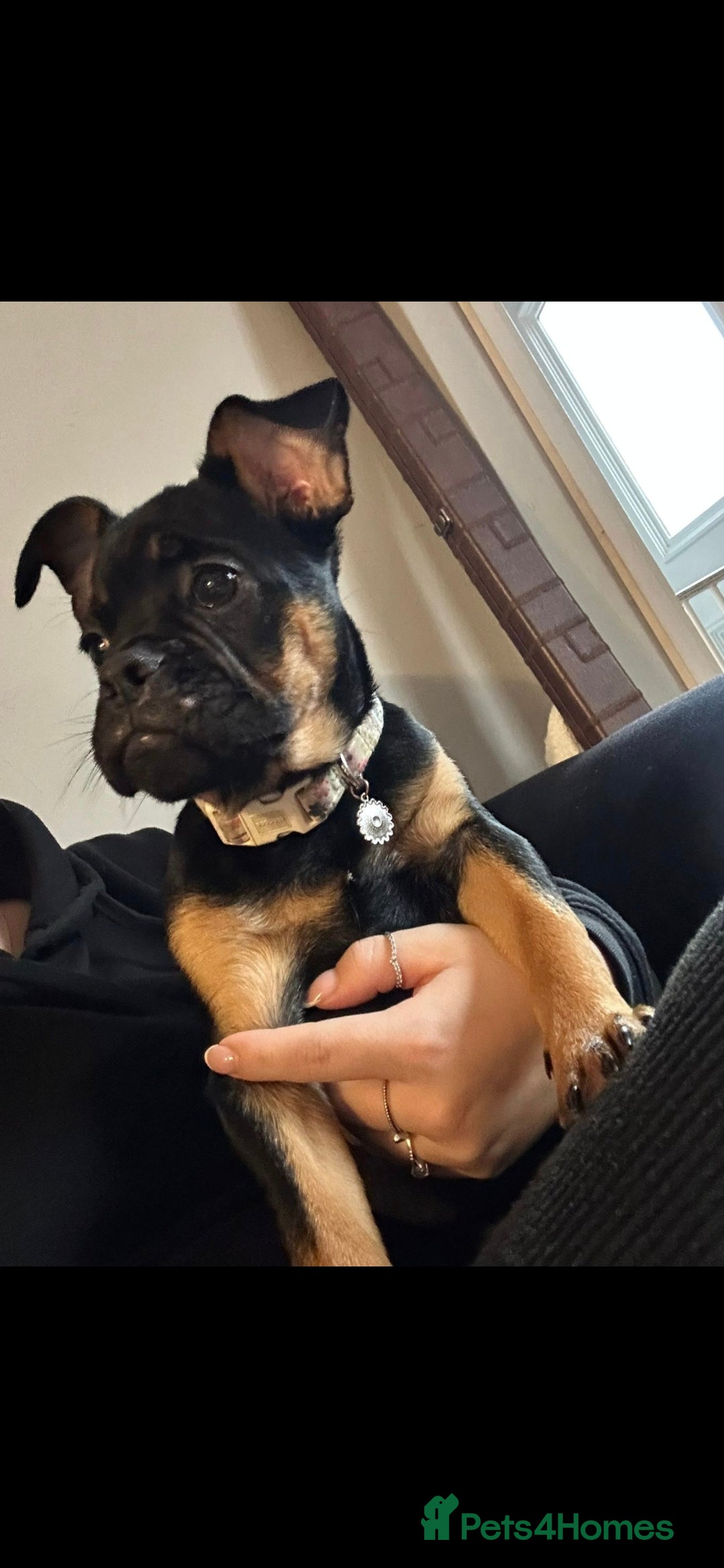 Mixed Breed dogs Cockarpoo cross frenchie  - Advert 13