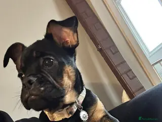 Mixed Breed dogs Cockarpoo cross frenchie - Advert 13