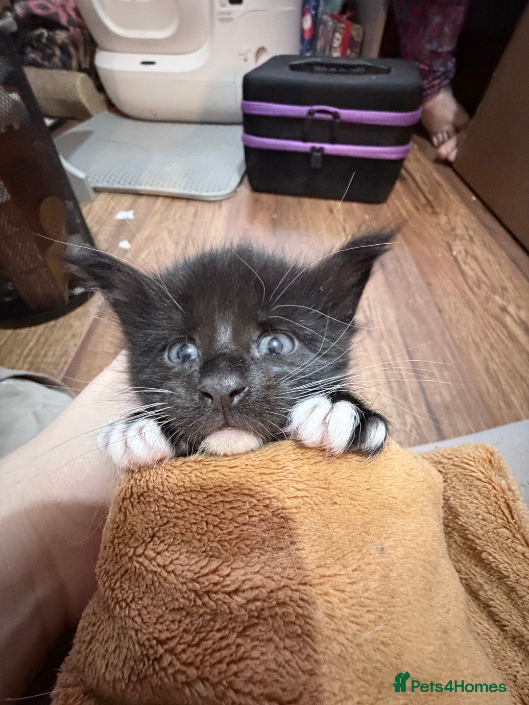 Maine Coon cats for sale: TICA reg adorable Maine Coon baby kittens  - Advert 9