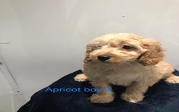 Cockapoo dogs for sale: F1 Cockapoo - Image 11