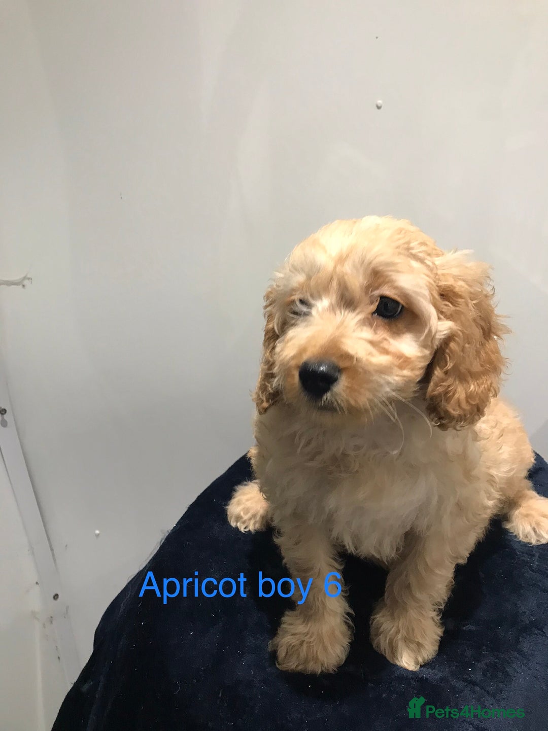 Cockapoo dogs for sale: F1 Cockapoo - Image 11