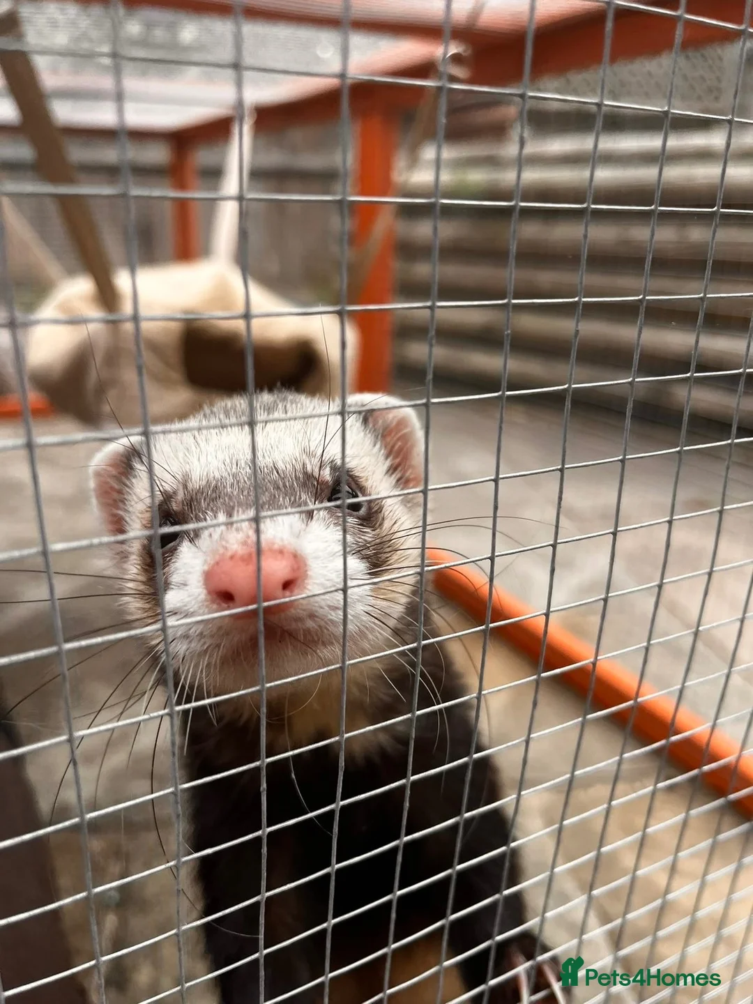 Ferret rodents for sale: ferret for new home -name(bandit) - Advert 3