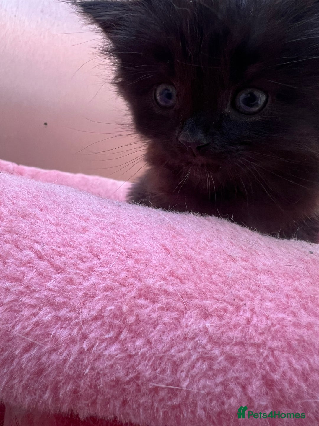 Mixed Breed cats for sale: Black kitten and white&black kitten available  - Image 10