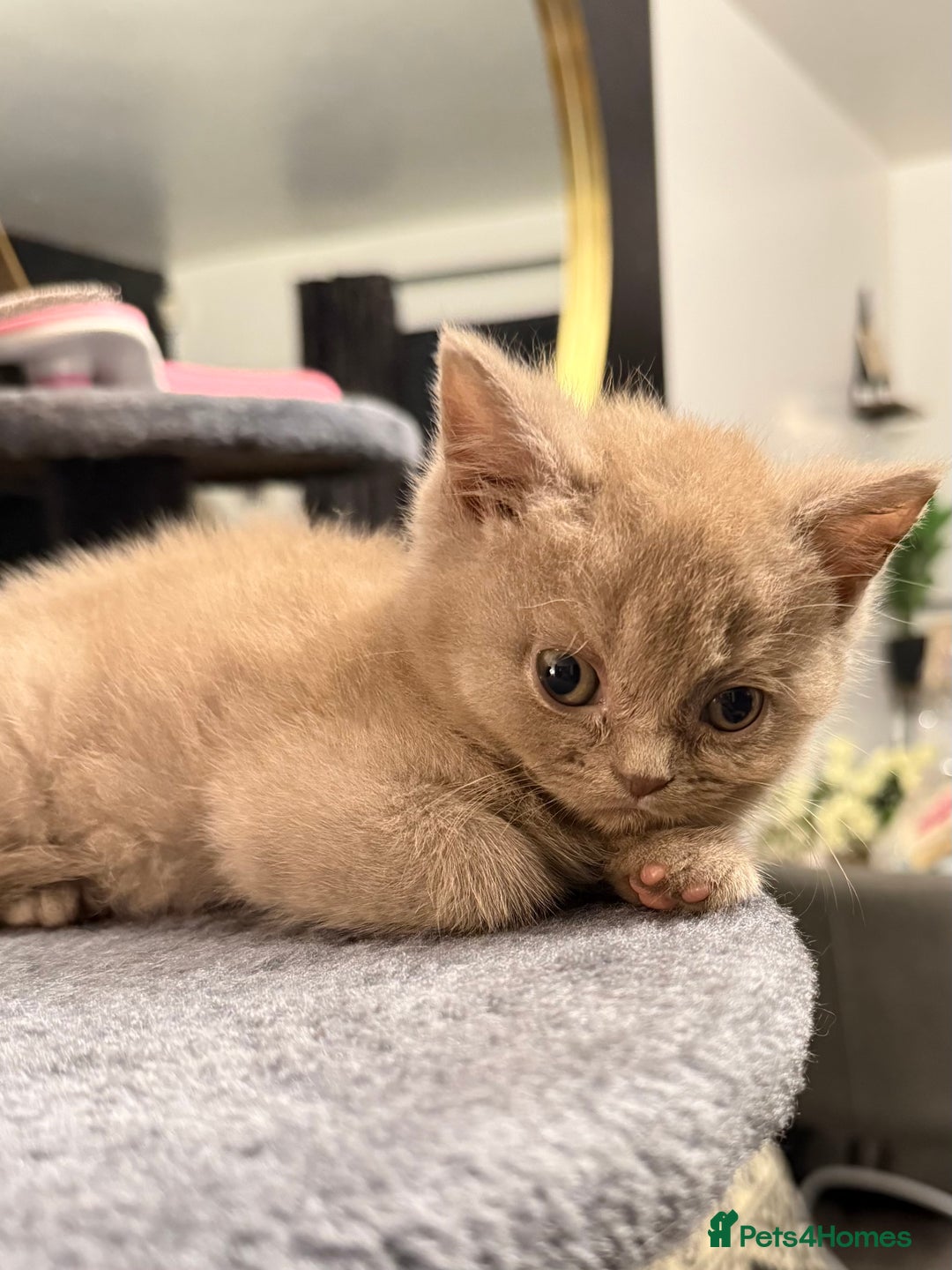 British Shorthair cats for sale: Beautiful British Shorthairs  - Image 10