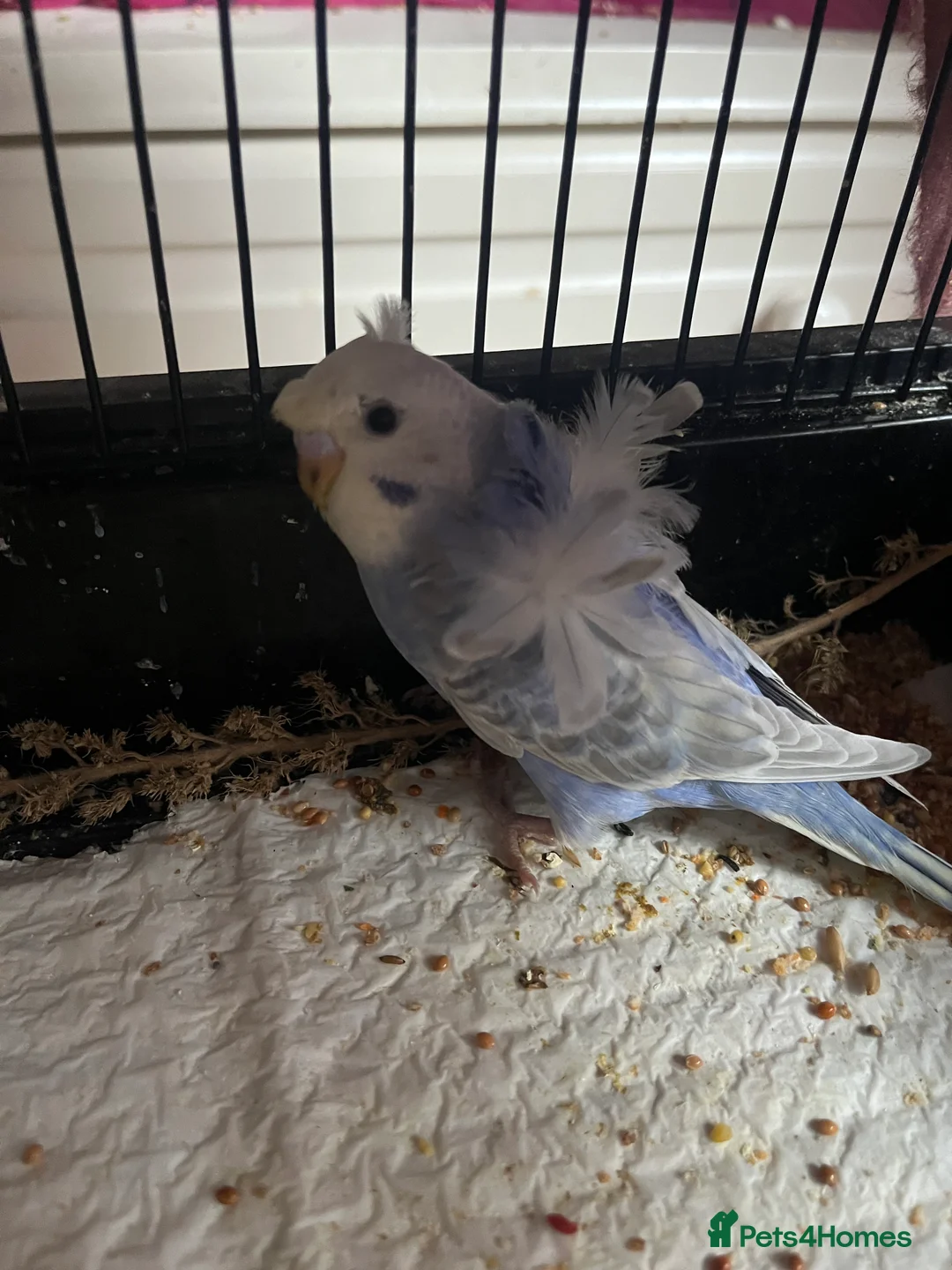 Budgerigars birds for sale: Stunning RARE Hagoromo/ Helicopter budgies - Advert 6