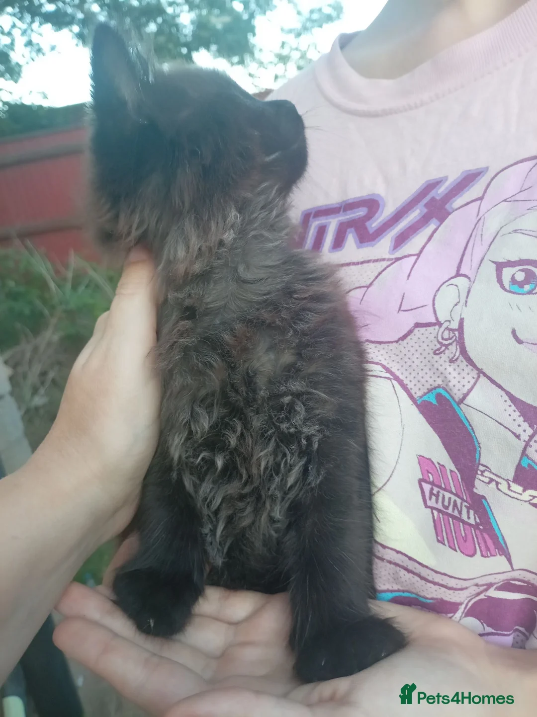 Mixed Breed cats for sale: Gorgeous Chonky Floofy Smoky Boy - Advert 5