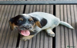 Cocker Spaniel dogs for sale: Beautiful KC Registered Cocker Spaniel Puppies  - Image 12