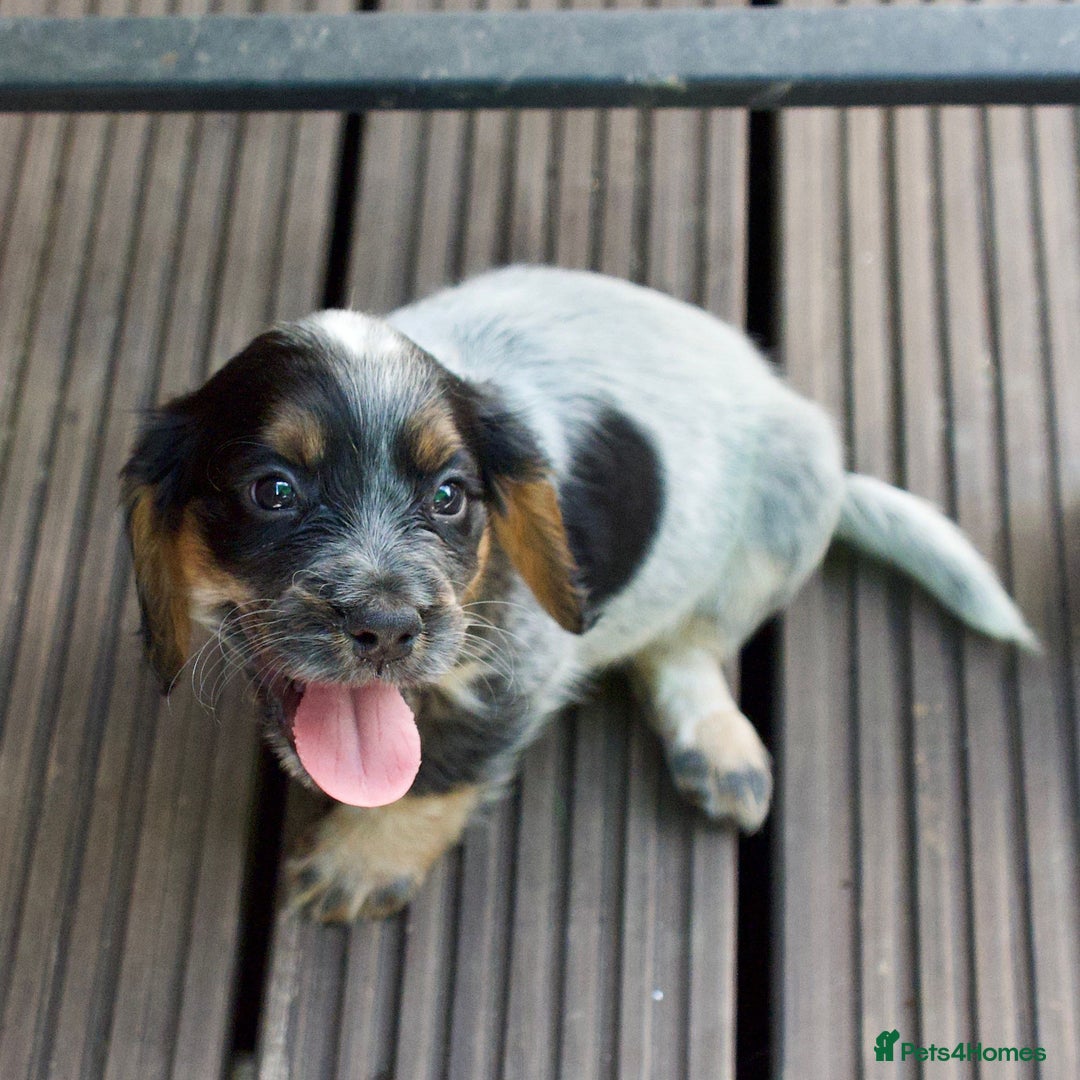 Cocker Spaniel dogs for sale: Beautiful KC Registered Cocker Spaniel Puppies  - Image 12
