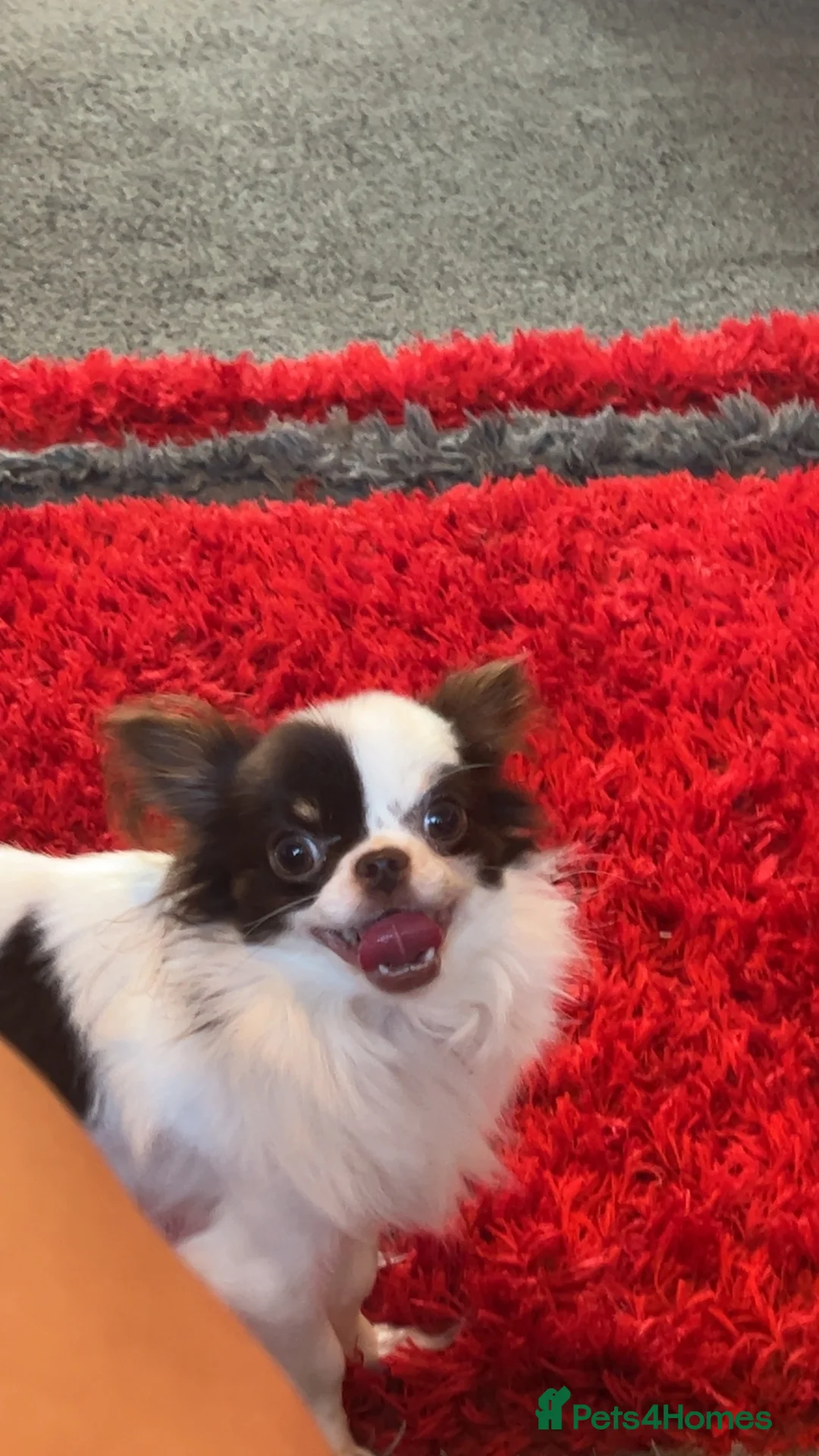 Chihuahua dogs for stud: For Stud  - Advert 8