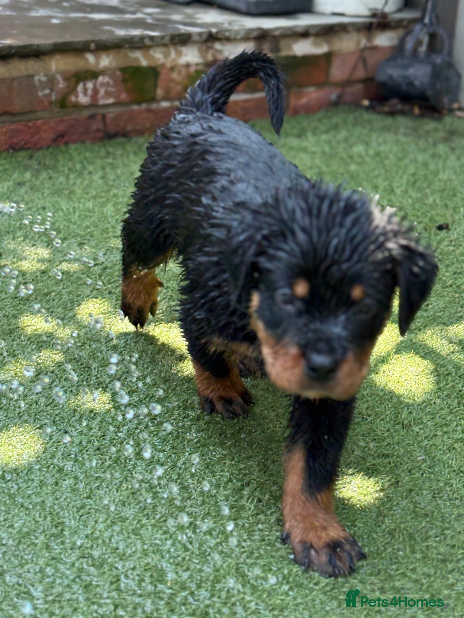 Rottweiler dogs ⭐️4 Rottweiler Boys For Sale ⭐️ - Advert 2