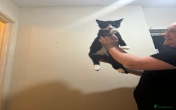 Mixed Breed cats for sale: Beautiful cross breed kittens  - Image 2